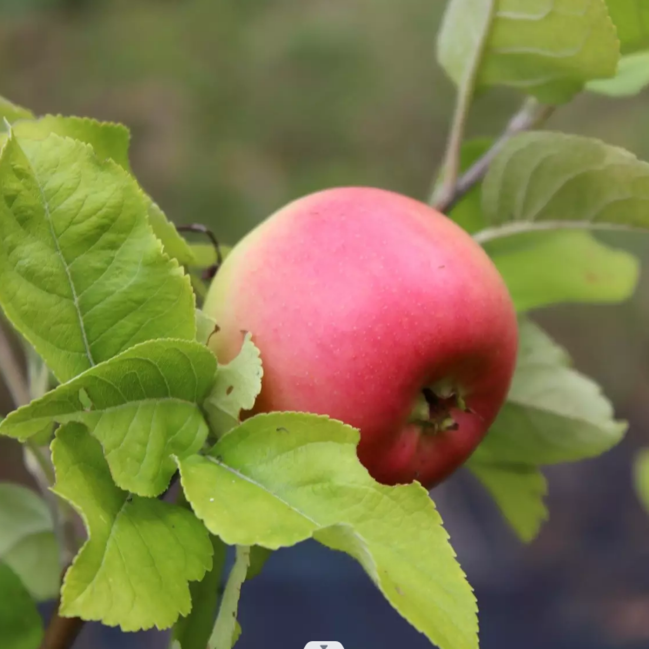 Obrázok Jabloň domáca (Malus domestica) ´FLORINA´- jesenná, výška 270-300 cm, obvod kmeňa 6/8 cm, kont. C6L